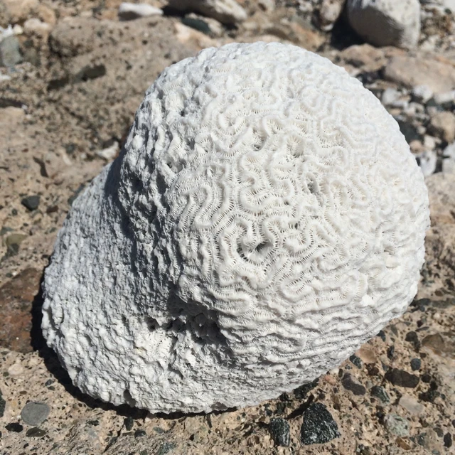 Natural Coral Brain Fossil from Caribbean, Surf Tumbled, Fish Tank Decor, Coral