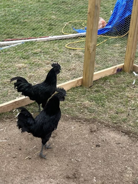 12 Ayam Cemani Hatching Eggs!!!