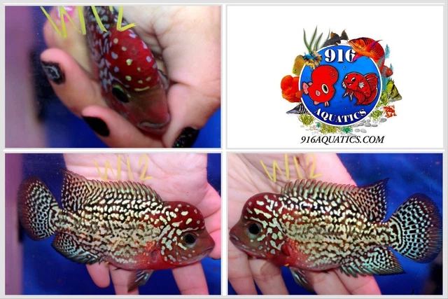 3.5 Inch King Kamfa Live Flowerhorn #W12