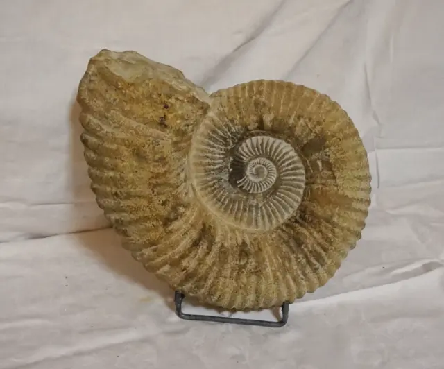 AMMONIT XXXL Fossilie Schnecke Oberkreide groß ca 100 Mill Jahre Marokko c10
