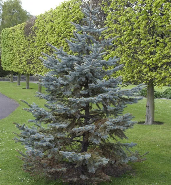 Silberfichte Blaufichte Hoopsii 25-30cm - Picea pungens