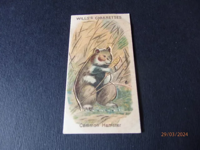 1916 Wills Australia Cigarette Card Cut Outs Animals #24 - Hamster