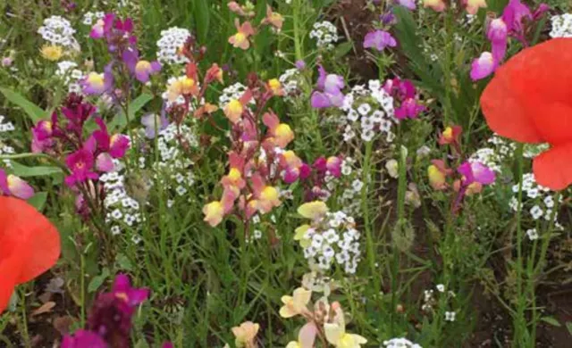 Mezcla semillas de Flores Campestres silvestres SOBRE GRANDE 100 gramos