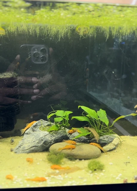 3 Super Red Bristlenose Pleco -  1" - US Tank Bred And Raised - Unsexed 3