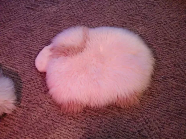 Sheepskin Sheep Baby Rug  Genuine Sheepskin