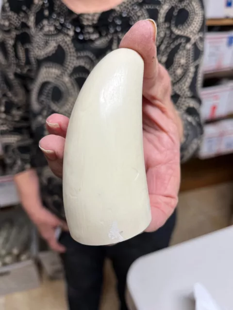 blank Sperm Whale replica tooth ready to scrimshaw #00