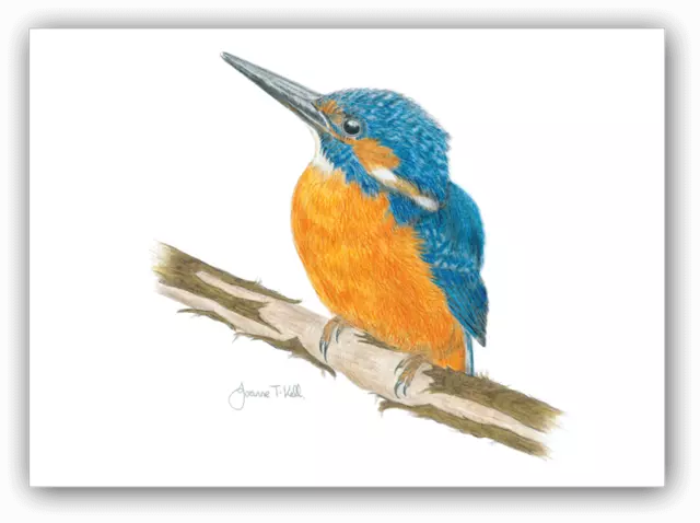 'KINGFISHER' WILDLIFE / BIRD CARD - Print From Original Drawing By Joanne T Kell