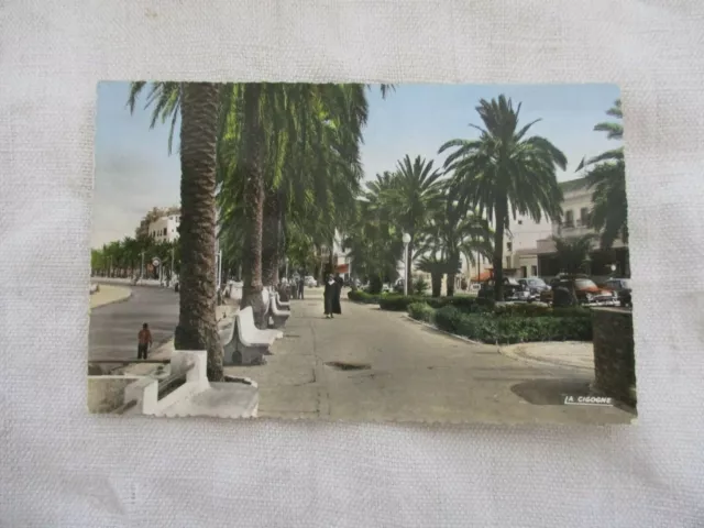Cpsm Afrique Maroc Tanger Avenue D'espagne