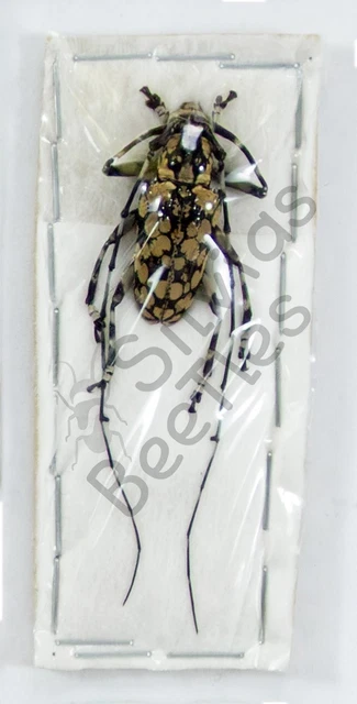 Beetles, Insects & Butterflies, Animals, Collectibles - PicClick CA