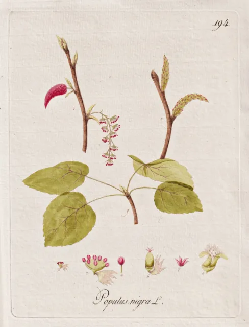 Black Poplar Schwarz-Pappel botany Botanik Kerner Kupferstich 1788