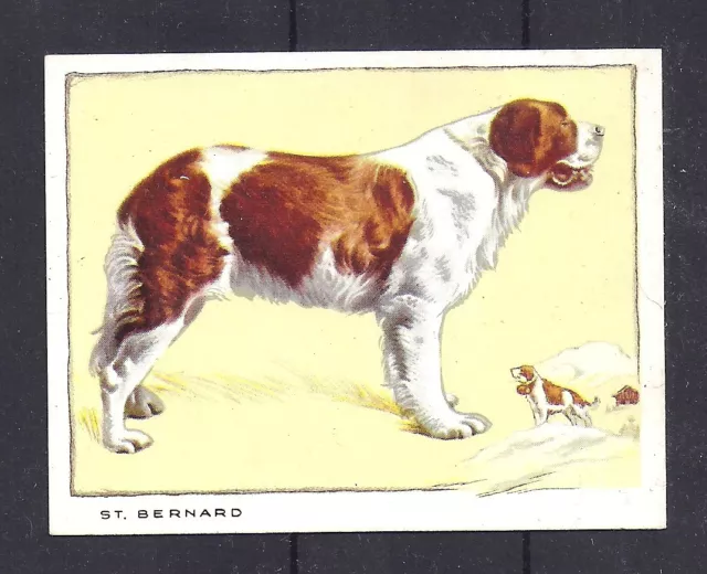 1934 UK Dog Art Portrait Gallaher Cigarette Large Trade Card SAINT ST. BERNARD