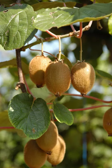 GRAINES le beau kiwi d'escalade, une merveilleuse plante de rang avec de délicieux fruits