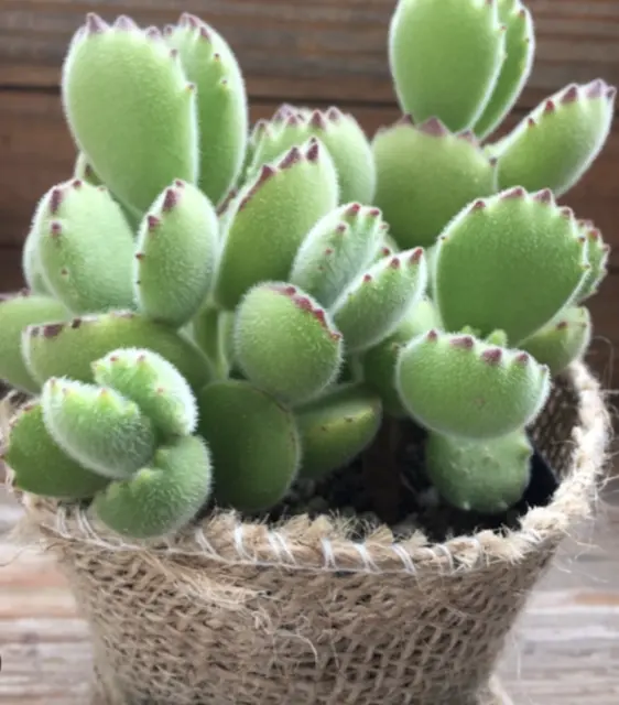 Cotyledon Tomentosa 'Bear's Paw' 3 Pcs Cuttings Succulent