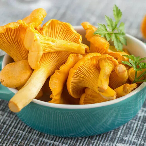 MUSHROOM SEEDS CHANTERELLE YELLOW MYCELIUM spores