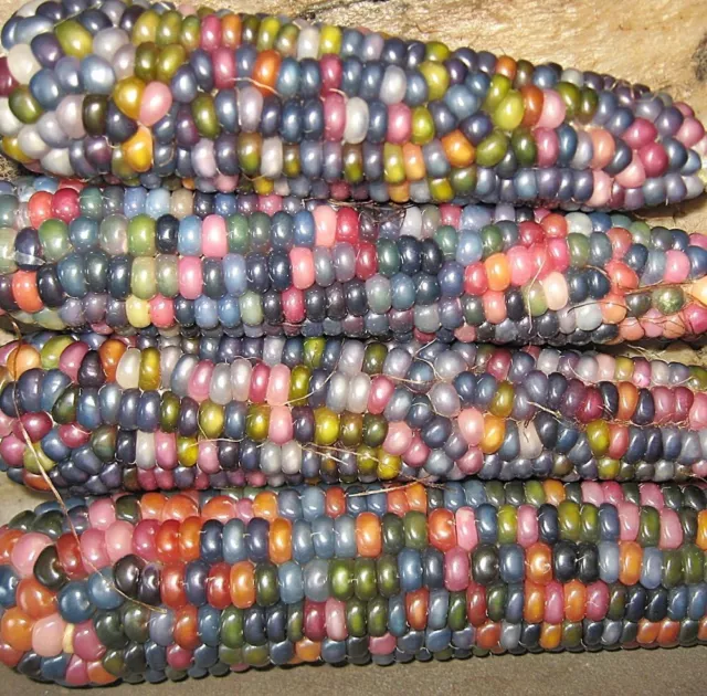 Heirloom Indian Glass Gem Corn Seed (30 Seeds).