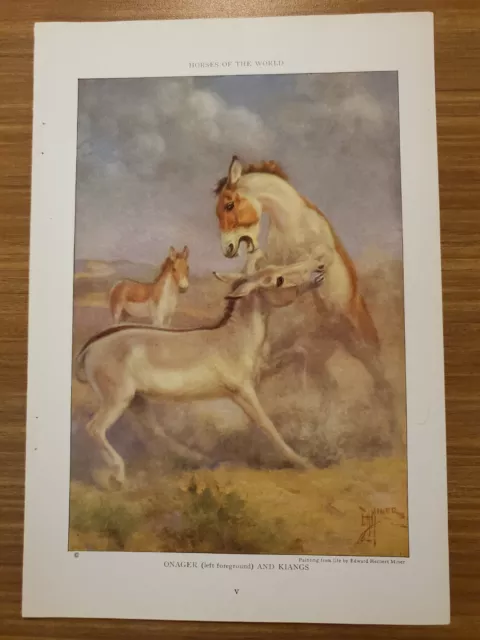 1923 ONAGER AND KIANGS bookplate Art Print by Edward Herbert Miner – ng43