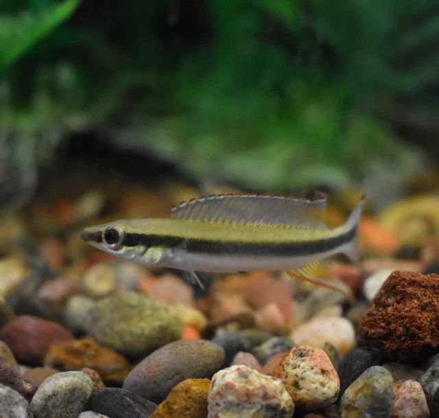 Live Regani Dwarf Pike Cichlid (1.5-2" Freshwater Aquarium Fish) *PLS READ DESCR 3