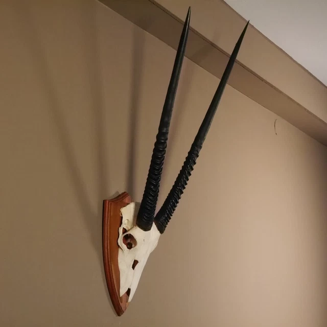 Orix ( Gazella) Antílope Gacela Gemsbok África Trofeo de Calavera Hornlänge 83CM