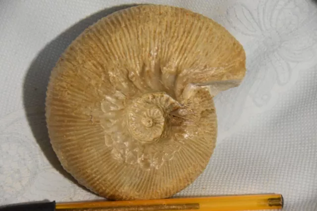 grande ammonite Olcostephanus sayni  Moustiers Ste Marie (04). 110  mm RARE