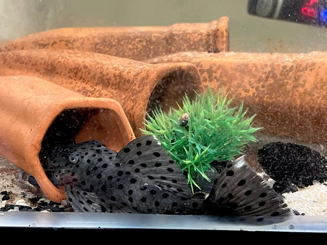 L264 Sultan Pleco 5"