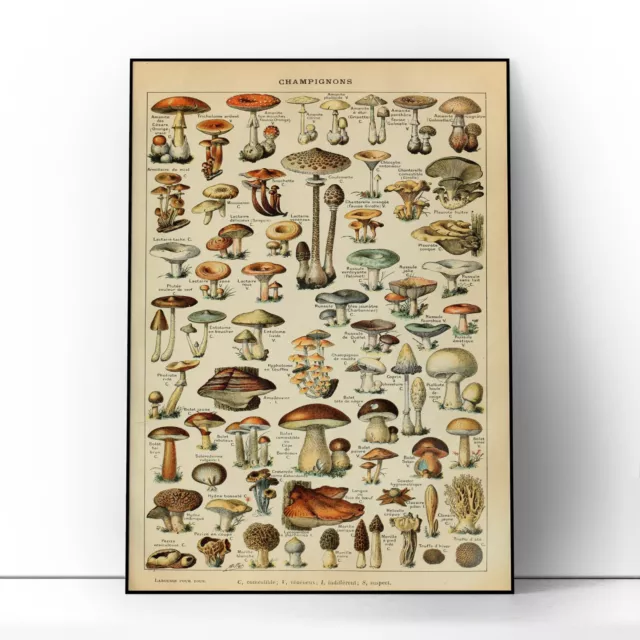 Vintage Adolphe Millot Mushroom Fungi Natural History Botanical Wall Art Poster