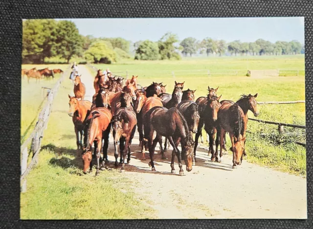 Pferdepostkarte, AK Pferde, Pferdepostkarten DDR Planet Verlag 1987 ##