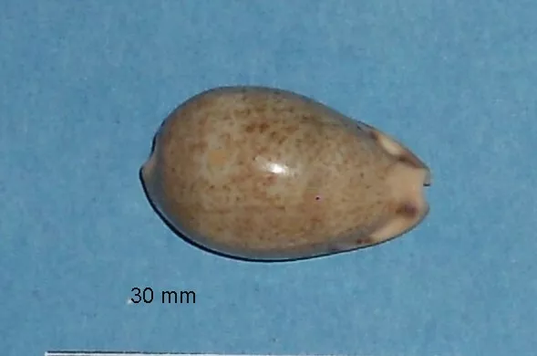 Cypraea     Xanthodon    Australia     30 mm