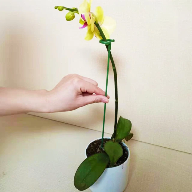 40 Pcs Plastic Flower Support Fixed Flower Holder Potted Plants Climb 4