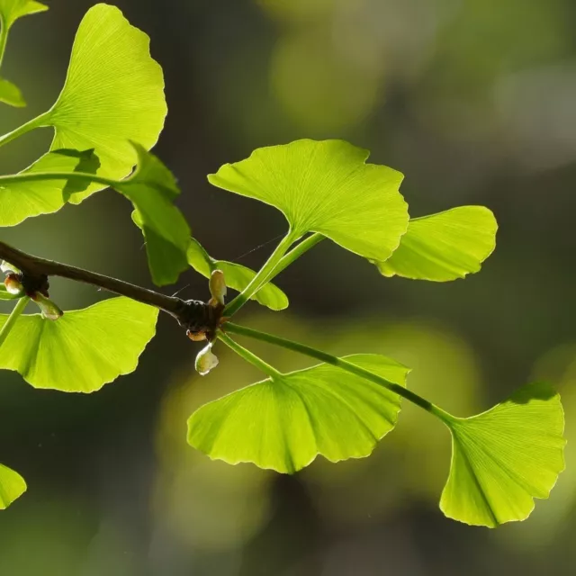 Ginkgo (Ginkgo biloba) - 5 seeds