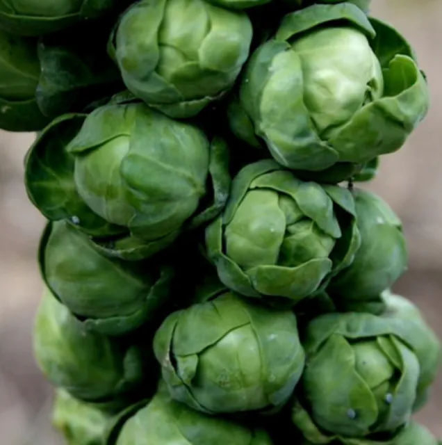 500++ Brussels Sprouts Seeds (Long Island Improved) NON-GMO, USA FREE SHIP