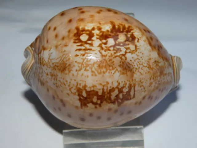 Cypraea valentia