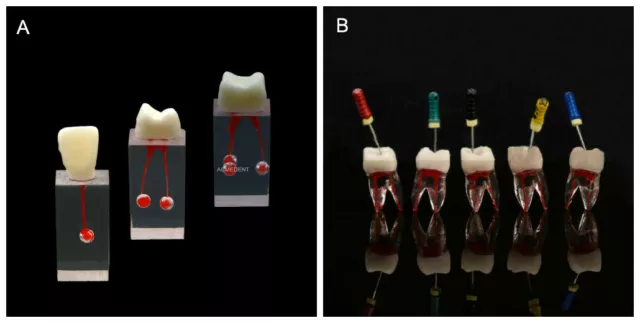 Dental RCT Files Block Endo Rotary File Practice Model Rooth Canal Pulp Crown