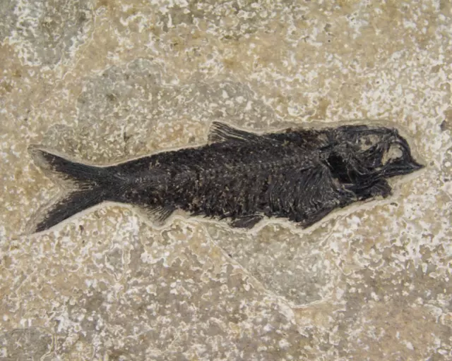 Fossil Fish knightia sp. Wyoming, USA Size: 338 mm