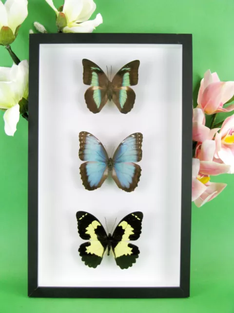 3 real beautiful and huge butterflies in the XXl showcase - single piece - 13