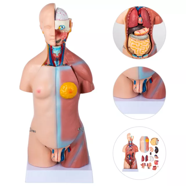 VEVOR Modèle Anatomie Torse Humain 15 Parties Modèle Organes