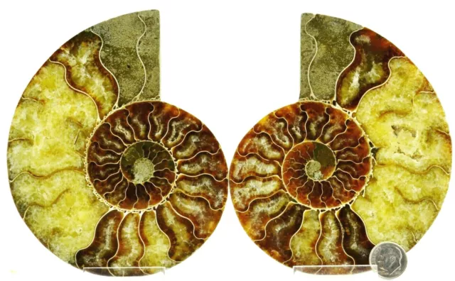 Large Ammonite PAIR 110myo Dino age Fossil 134mm Crystals XL 5.3" 110myo e4832yy