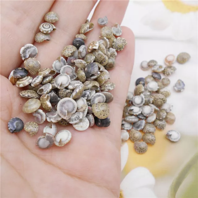 200pcs Tiny Snail Shells Swirl Conch Seashells For Crafts Nautical Decor 2-10 mm
