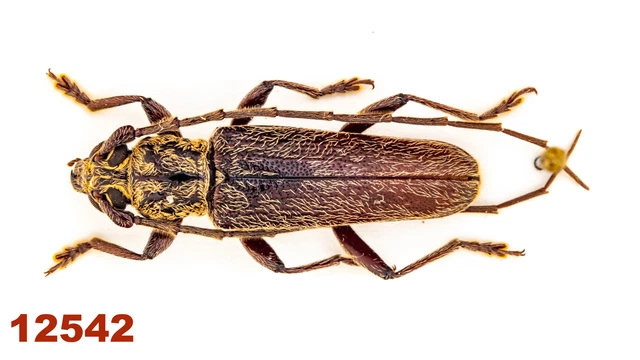 Cerambycidae sp.  A1, 17 mm, Mounted, 1 pc