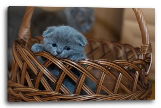 Lein-Wand-Bild Baby-Kartäuser Schottische Faltohr-Katze Tier-Bilder Katzen-babie