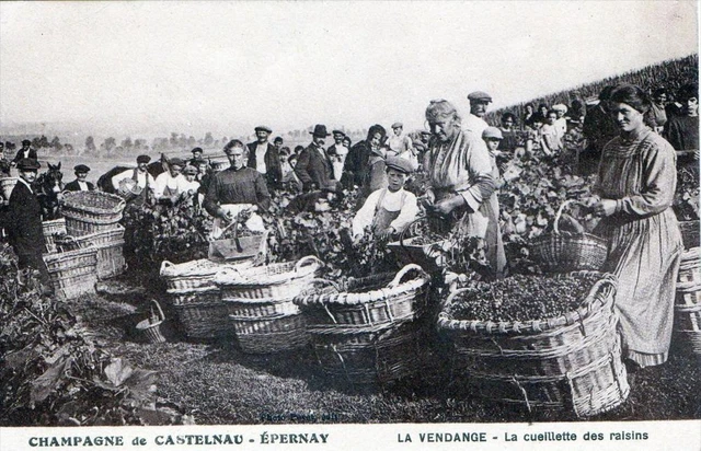 Cpa 51 Epernay Champagne De Castelnau La Vendange La Cueillelette Des Grapes (Large