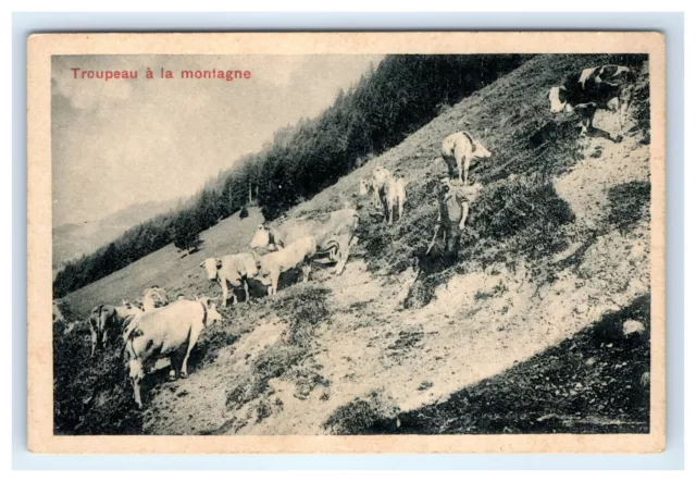 Switzerland Herd in Mountains Caillers Swiss Chocolate Trade Card c.1900  tc1-13
