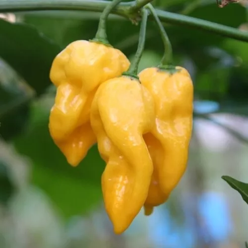 Chilli Habanero Limon (25 Seeds)