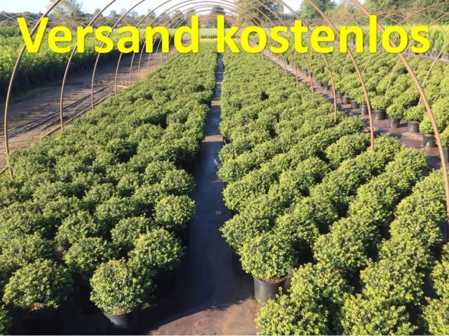 Ilex crenata Glorie Gem 25-40 Kugel Kegel 5 / 7 liter Japanische Hülse immergrün