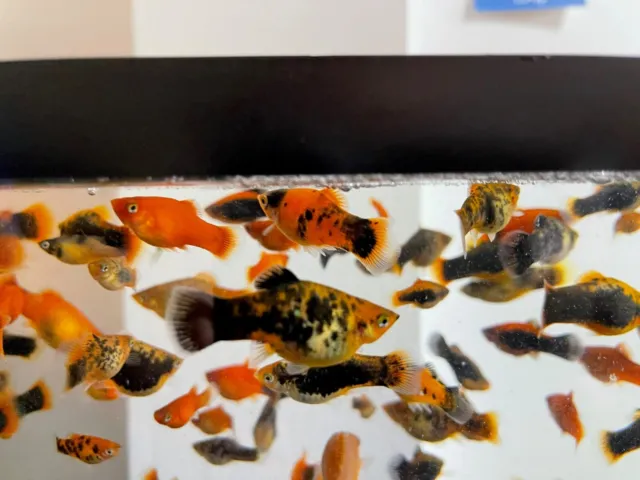 12 Live Assorted Freshwater Platy Livebearers Aquarium Tank Fish