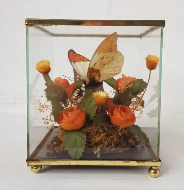 Vintage Taxidermy Price Products Real Butterfly Glass Display Box