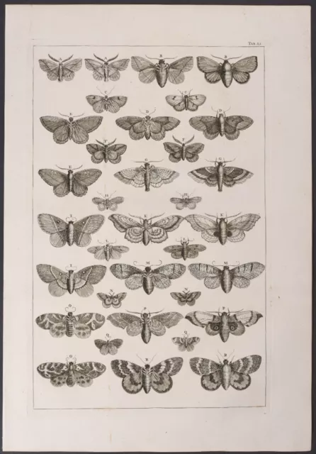 Seba - Moths. 51-3, 1765 Curiosities Original Folio Engraving