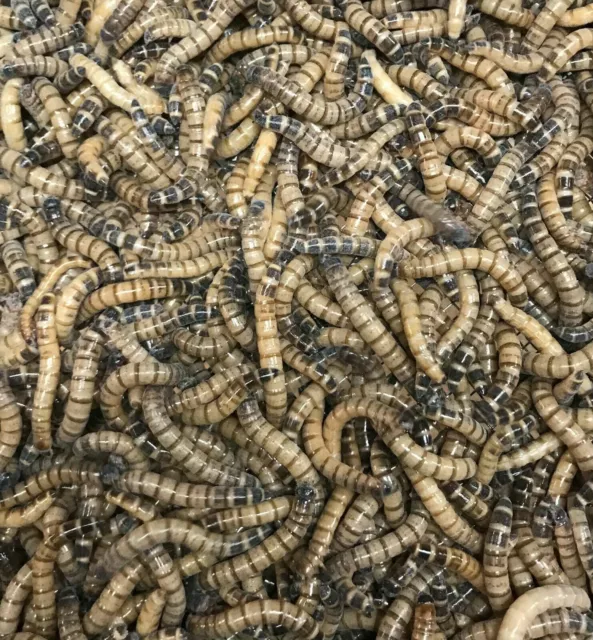 100 Large Superworms - Organically Raised  -Live Reptile Feeders-FREE SHIPPING