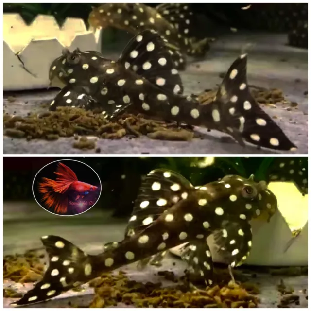 1 L471 Pleco -( Size 3 + Cm) Fancy Mini Snowball Pleco- High Quality Pleco USA
