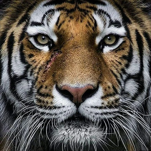 5D DIY Full Drill Diamond Painting Tiger Home Decor Cross Stitch Kits NEW UK