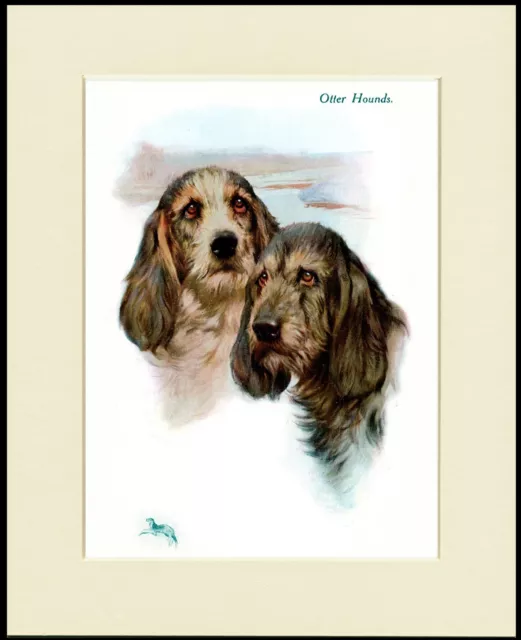 Otterhound Dogs Head Study Lovely Dog Print Mounted Ready To Frame